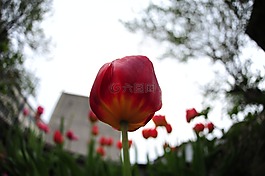 朱唇,鮮花,景觀