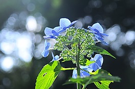 繡球花,光,鮮花