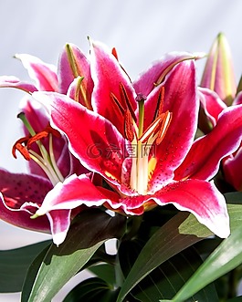 百合,紫,鳶尾花