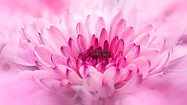 菊花,關(guān)閉,花