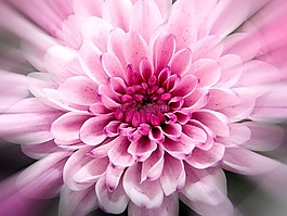 菊花,關(guān)閉,花