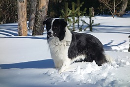 邊境牧羊犬,狗,動(dòng)物