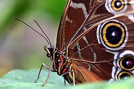 蓝色 morphofalter,形态 peleides,翼