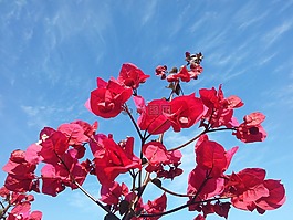 鮮花,天空,藍(lán)色的天空