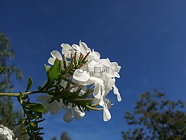 藍(lán)色的天空,花的,植物