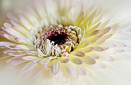 菊花,關(guān)閉,花