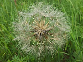 蒲公英,花的,植物