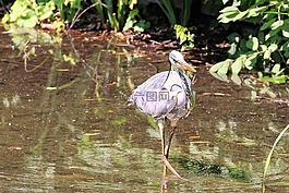 蒼鷺,鳥,東部