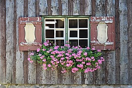 窗口,窗臺(tái),鮮花