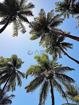 椰子樹,棕櫚樹,天空