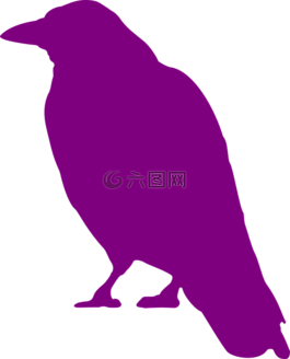 烏鴉,鳥,坐