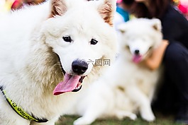 狗,動物,寵物