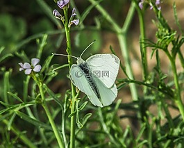 蝴蝶,白,昆蟲