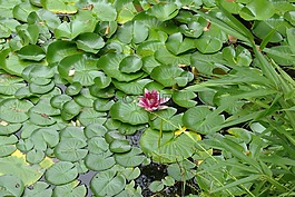 睡蓮,河,湖