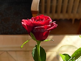 ros,红色,花卉