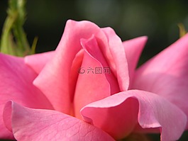 玫瑰,粉紅色,花