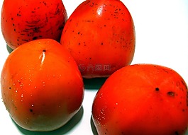 甜柿,水果,主頁(yè)