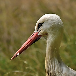 鸛,鳥,野生動物