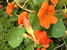 焊菜属的植物,春天,橙色