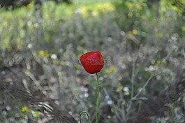 性質(zhì),花卉,在戶(hù)外