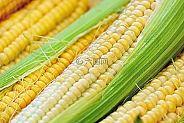 玉米,玉米棒,活塞