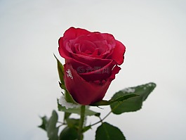 玫瑰,紅,花