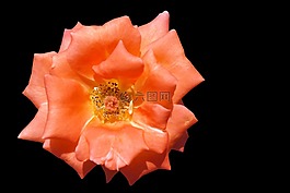玫瑰,豐花,三文魚