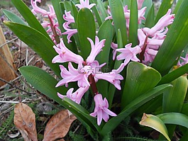 风信子,鲜花,紫色