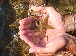 海,海星,水