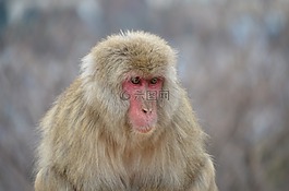 日本獼猴,猴子,靈長類動物