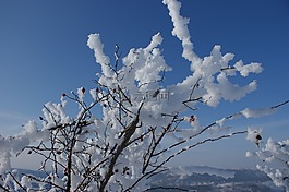 雪,冷,布什