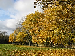 紅葉,秋,葉子