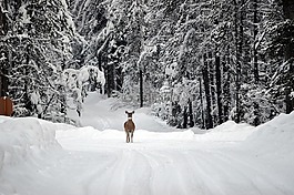 鹿,雪,懷特泰爾