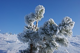 冬天,雪,冷