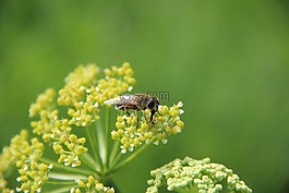 昆蟲,牧草,性質