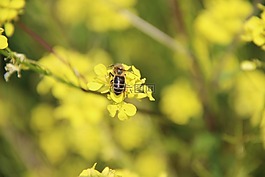 昆蟲,牧草,花