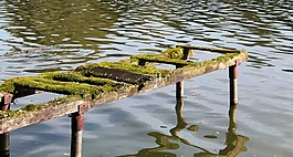 steeg,苔,性质