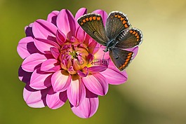 花,開(kāi)花,嬌琴紗