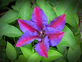 鐵線蓮,開花,鮮花