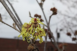 花,不同,正宗
