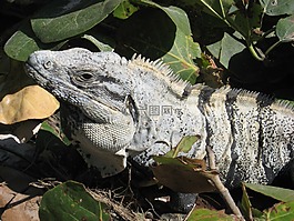 伊瓜納,爬行動物,野生動物