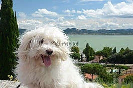 狗,毛,白