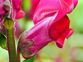 loewenmaeulchen,開花,紅色