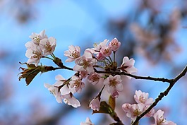 春,植物,花