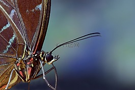 蓝色 morphofalter,形态 peleides,翼