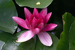 睡蓮,粉紅色,自來(lái)水廠