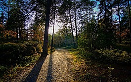 景區(qū),秋,樹