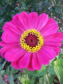 紫紅色的花,嘉莉莉,開花