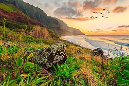 海景,海鷗,景觀