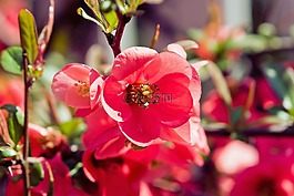 花,花園,紅色